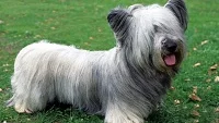 Plemeno psa Skye terrier