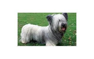 Plemeno psa Skye terrier