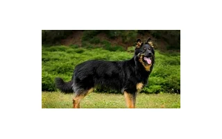 Když bolí psa klouby, aneb na co už kloubní výživa nestačí?