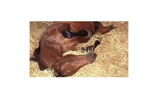 Koliky u koní