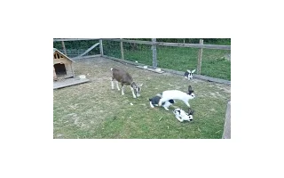 Kozy a králíci v jednom výběhu? Symbióza, která může fungovat