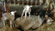 Zásady úspěšného chovu ovcí