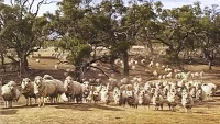 Austrálie, kolébka chovu ovcí