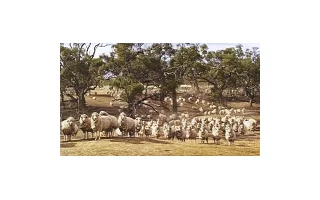 Austrálie, kolébka chovu ovcí