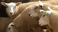 Texel, nejoblíbenější masné plemeno ovcí