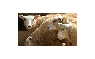 Texel, nejoblíbenější masné plemeno ovcí