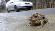 Žáby mají na silnici přednost