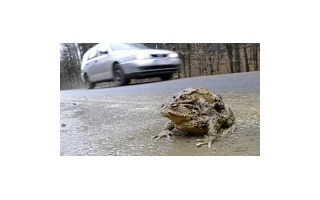 Žáby mají na silnici přednost