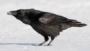 Zimní výskyt krkavcovitých ptáků v České republice