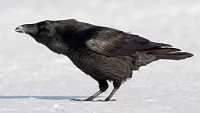 Zimní výskyt krkavcovitých ptáků v České republice