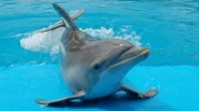 Delfíni jsou obdivuhodní savci