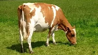 Malochov krávy pro mléčnou produkci