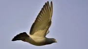 Chov poštovních holubů - 1. část