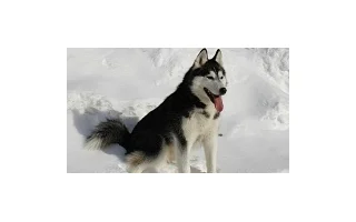 Sibiřský husky