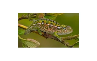 Chov chameleona kobercového