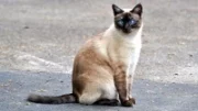 Siamská kočka – věrný společník na celý život