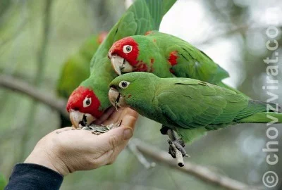 Jak krmit papoušky