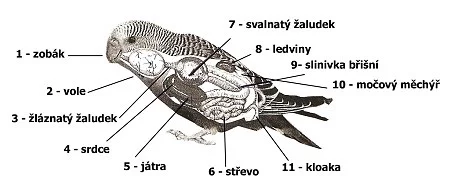 Anatomie a fyziologie papoušků