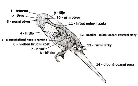 Anatomie a fyziologie papoušků