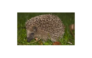 Pomoc ježkům