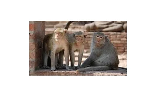 Chov makaků rhesus