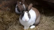 Kokcidióza králíků