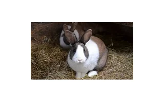 Kokcidióza králíků