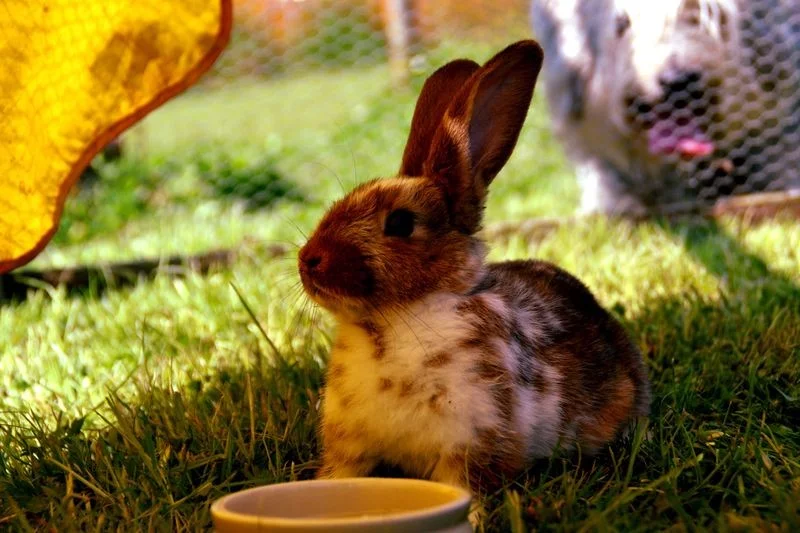 Chcete kvalitní králičí maso? Zdraví a vitalita králíků musí být na prvním místě