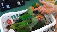 Ruční dokrmování papoušků – odstav mláďat