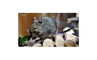 Chov osmáků degu