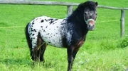 Miniappaloosa – atraktivní poník