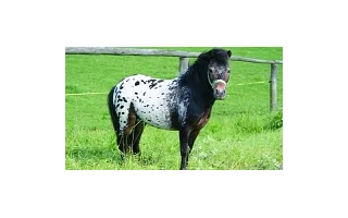 Miniappaloosa – atraktivní poník
