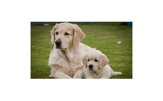 Zlatý retriever a jeho chov
