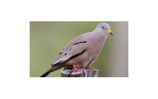 Chov holoubka zlatozobého