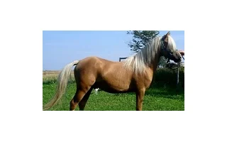 Chov velšských pony