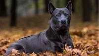 Thajský ridgeback – sebevědomý hlídač