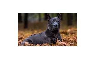 Thajský ridgeback – sebevědomý hlídač