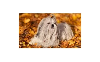 Shih-tzu, malý přítel s velkým srdcem