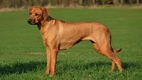 Rhodeský ridgeback