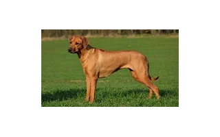 Rhodeský ridgeback