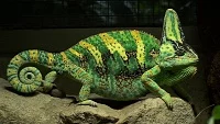 Správné terárium pro chameleona