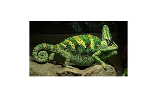 Správné terárium pro chameleona