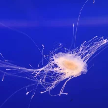 Chov medúz – moderní směr akvaristiky
