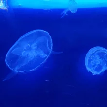 Chov medúz – moderní směr akvaristiky