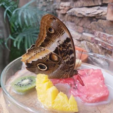 Návštěva Papilonie – motýlí dům Brno