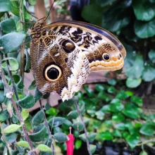 Návštěva Papilonie – motýlí dům Brno