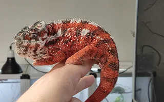 Chameleon pardálí a jeho chov