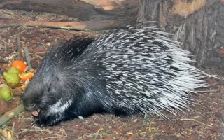 Dikobraz srstnatonosý a jeho chov
