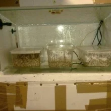 Ukázka jednoho z možných doma vyrobených inkubátorů
