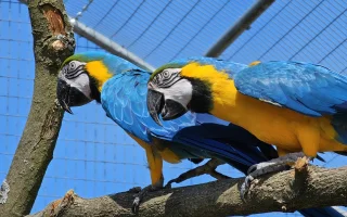 Voliéra v jihočeské Horní Pěně připomíná slavný Loro Park